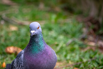 close up of a pigeon