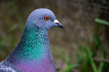 close up of a peacock