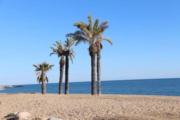 Palmen am Sandstrand im Sommer