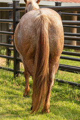 A beautiful Red Roan horse is standing with its tail dragging the ground.