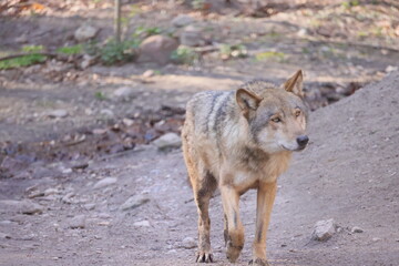 A view of a walking wolf