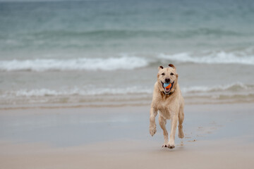 Golden Labrador Retriever retrieving ball running towards camera on a beach 