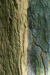 two different tree textures 