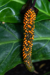 long pepper plant on a leaf 
