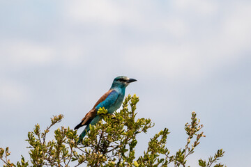 Blue-bellied roller bird perched on a treetop in Tarangire National Park Tanzania