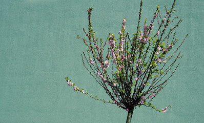 beautiful tree with flowers