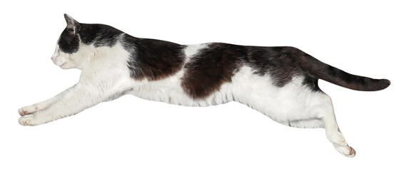 Cat jumping, or Flying, isolated, PNG on transparent background - obrazy, fototapety, plakaty