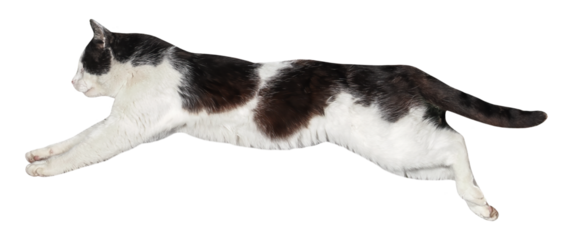 Cat jumping, or Flying, isolated, PNG on transparent background