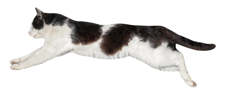 Cat jumping, or Flying, isolated, PNG on transparent background