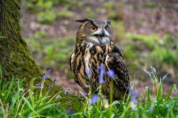 A Eurasian Eagle Owl in a natural woodland setting surrounded by bluebells