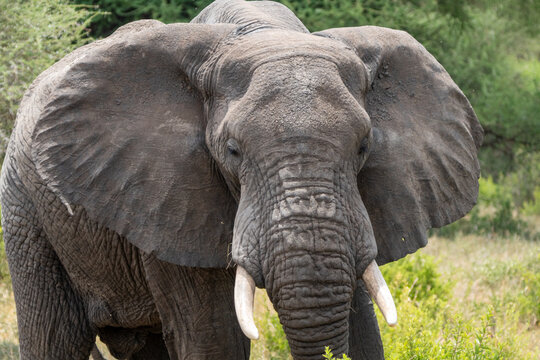 Close up of an elephant face in Tarangire National Park Tanzania