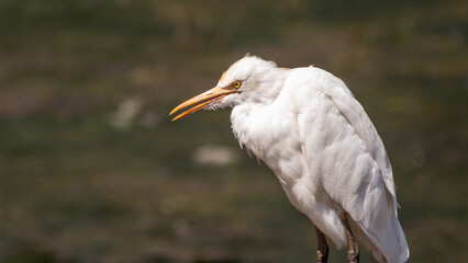 Cattle Egret (Babulcus Ibis)