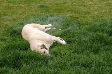 The dog lies on green grass. A golden retriever  lying in a grassy field. Its domestic pet mammal presence brings warmth and comfort to the scene.
