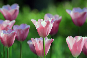 Pink tulips in the park in spring on a blurry background

