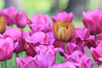 Fototapeta premium Pink tulips in the park in spring on a blurry background 