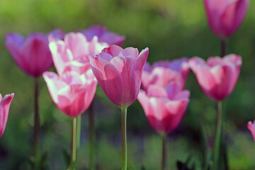 Pink tulips in the park in spring on a blurry background

