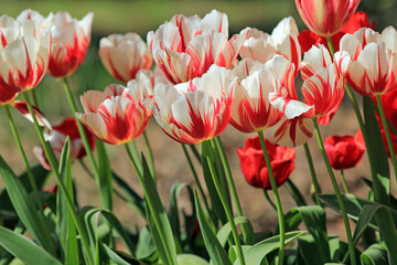 Two-tone red and white tulips in the park in spring on a blurry background

