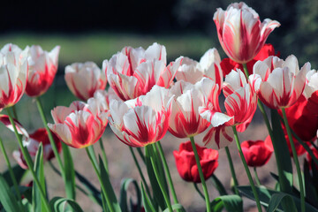 Two-tone red and white tulips in the park in spring on a blurry background
