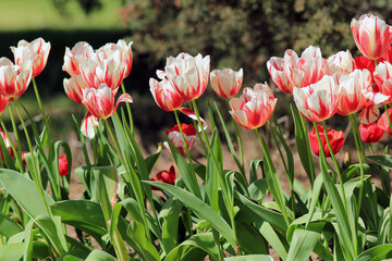 Two-tone red and white tulips in the park in spring on a blurry background

