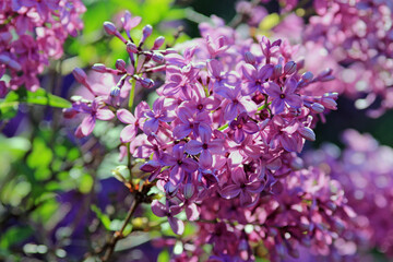 Blooming lilac in the park in spring on a blurry background
