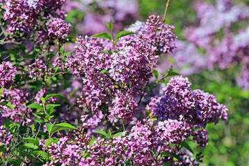 Blooming lilac in the park in spring on a blurry background

