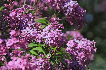 Blooming lilac in the park in spring on a blurry background

