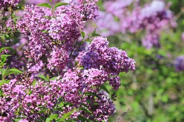 Blooming lilac in the park in spring on a blurry background

