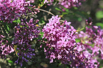 Blooming lilac in the park in spring on a blurry background

