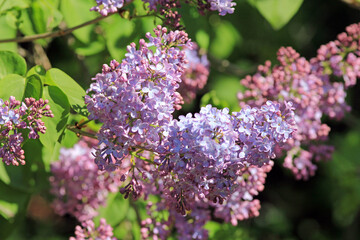 Blooming lilac in the park in spring on a blurry background

