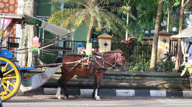 Traditional Horse Drawn Carriage on City Street in Indonesia Cultural Transportation