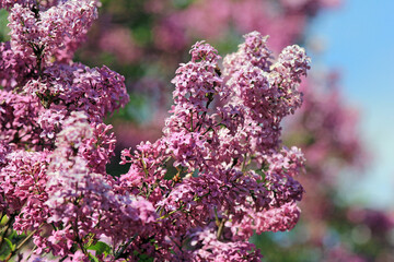 Blooming lilac in the park in spring on a blurry background

