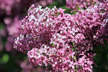 Blooming lilac in the park in spring on a blurry background

