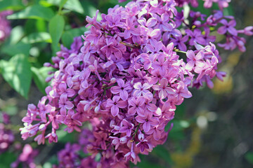 Obraz premium Blooming lilac in the park in spring on a blurry background