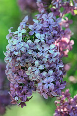 Blooming lilac in the park in spring on a blurry background

