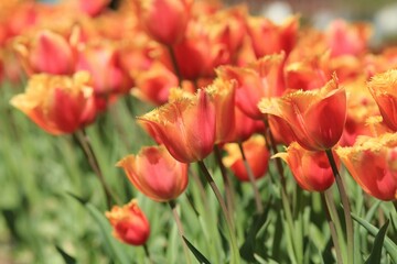 Delicate orange tulips in the park in spring on a blurry background
