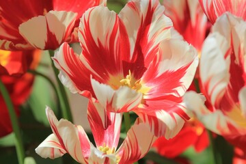 Two-tone red and white tulips in the park in spring on a blurry background
