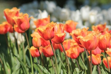 Delicate orange and white tulips in the park in spring on a blurry background
