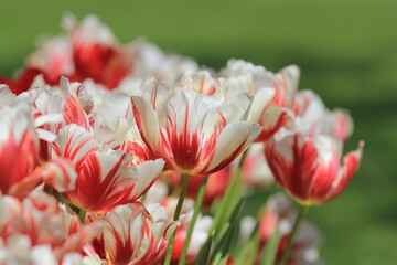 Two-tone red and white tulips in the park in spring on a blurry background
