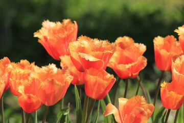 Delicate orange tulips in the park in spring on a blurry background
