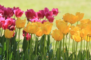Yellow and pink tulips in the park in spring on a blurry background
