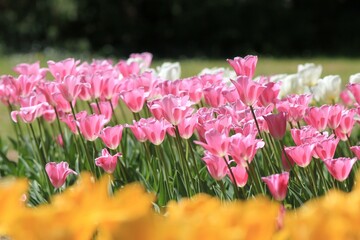 Fototapeta premium Pink tulips in the park in spring on a blurry background