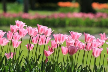 Pink tulips in the park in spring on a blurry background