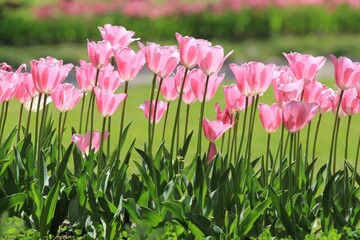 Pink tulips in the park in spring on a blurry background