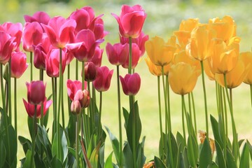 Yellow and pink tulips in the park in spring on a blurry background
