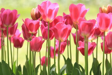 Pink tulips in the park in spring on a blurry background