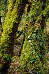 Liana covered with green moss on a green tree trunk