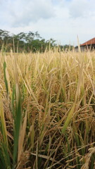 Rice field. Closeup of yellow paddy rice field with green leaf and Sunlight in the morning time.