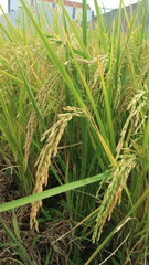 Rice field. Closeup of yellow paddy rice field with green leaf and Sunlight in the morning time.