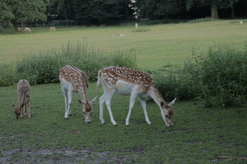 Deer in a grass field in small petting zoo in a park