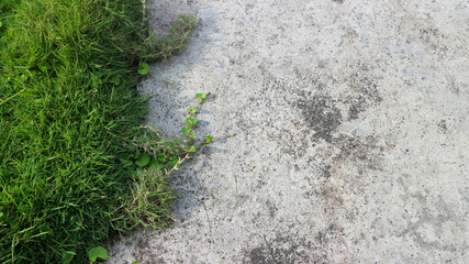 green grass and asphalt Texture